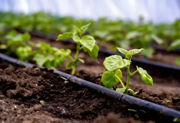 A drip irrigation line watering young pepper seedlings
