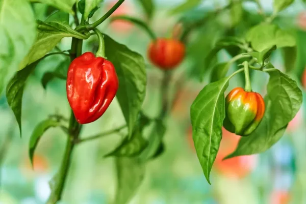 A ripe habanero pepper growing on the plant
