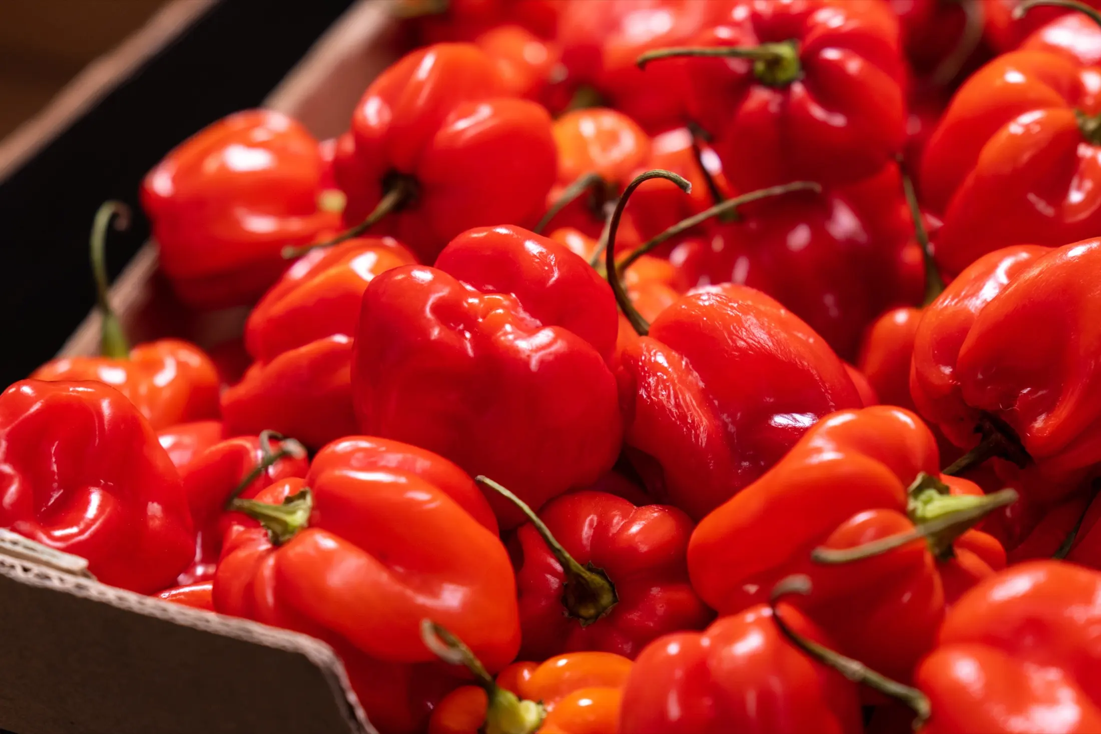 A crate overflowing with freshly harvested red habanero peppers