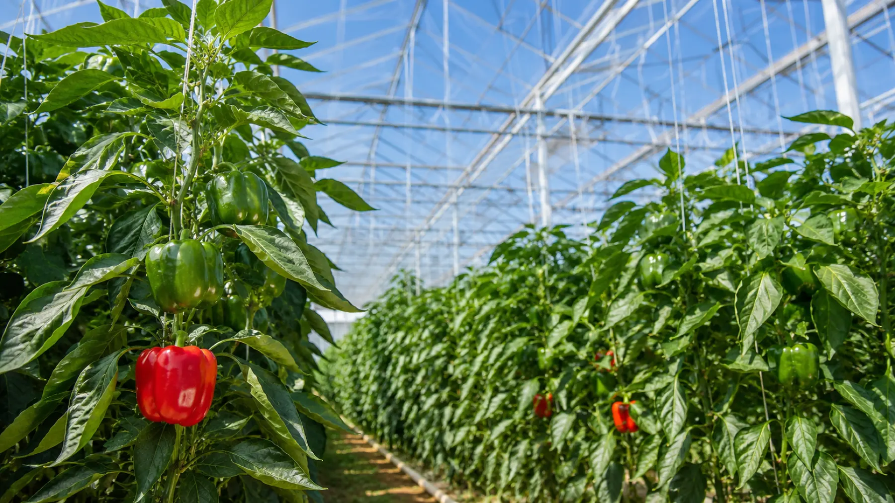 Red and green bell peppers ripening on the vine inside the greenhouse